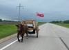 Terry Doerksen photo
Zik pulls the ox cart under the flag of Manitoba and a darkening sky.