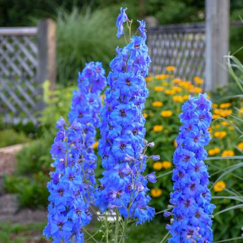 Walters Gardens Inc.
Bring back delphinium with Million Dollar Blue, a shorter option with true blue blossoms.