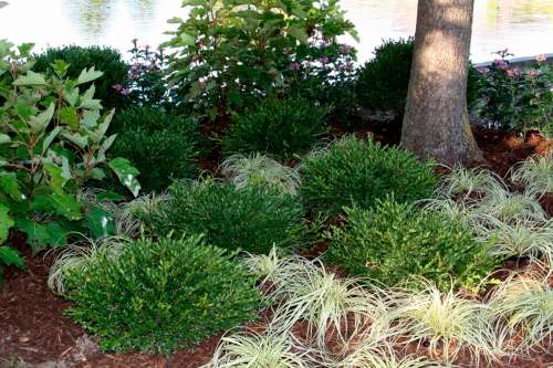 Upshot horticultural photo
The new Boxwood Flat-tery has a unique flat-topped shape and is hardy to Zone 4.