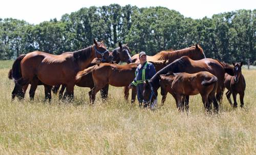 GEORGE WILLIAMS / WINNIPEG FREE PRESS
                                There have been a lot of fine horses born and bred at owner-breeder Charlie Fouillard’s farm near St. Lazare.