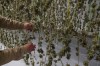 Marijuana plants for the adult recreational market are seen hanging in a drying room at a farm in Suffolk County, N.Y., Tuesday, Oct. 4, 2022. U.S. President Joe Biden says he intends to offer criminal pardons to anyone convicted of simple possession of marijuana under federal law. THE CANADIAN PRESS/AP-Mary Altaffer