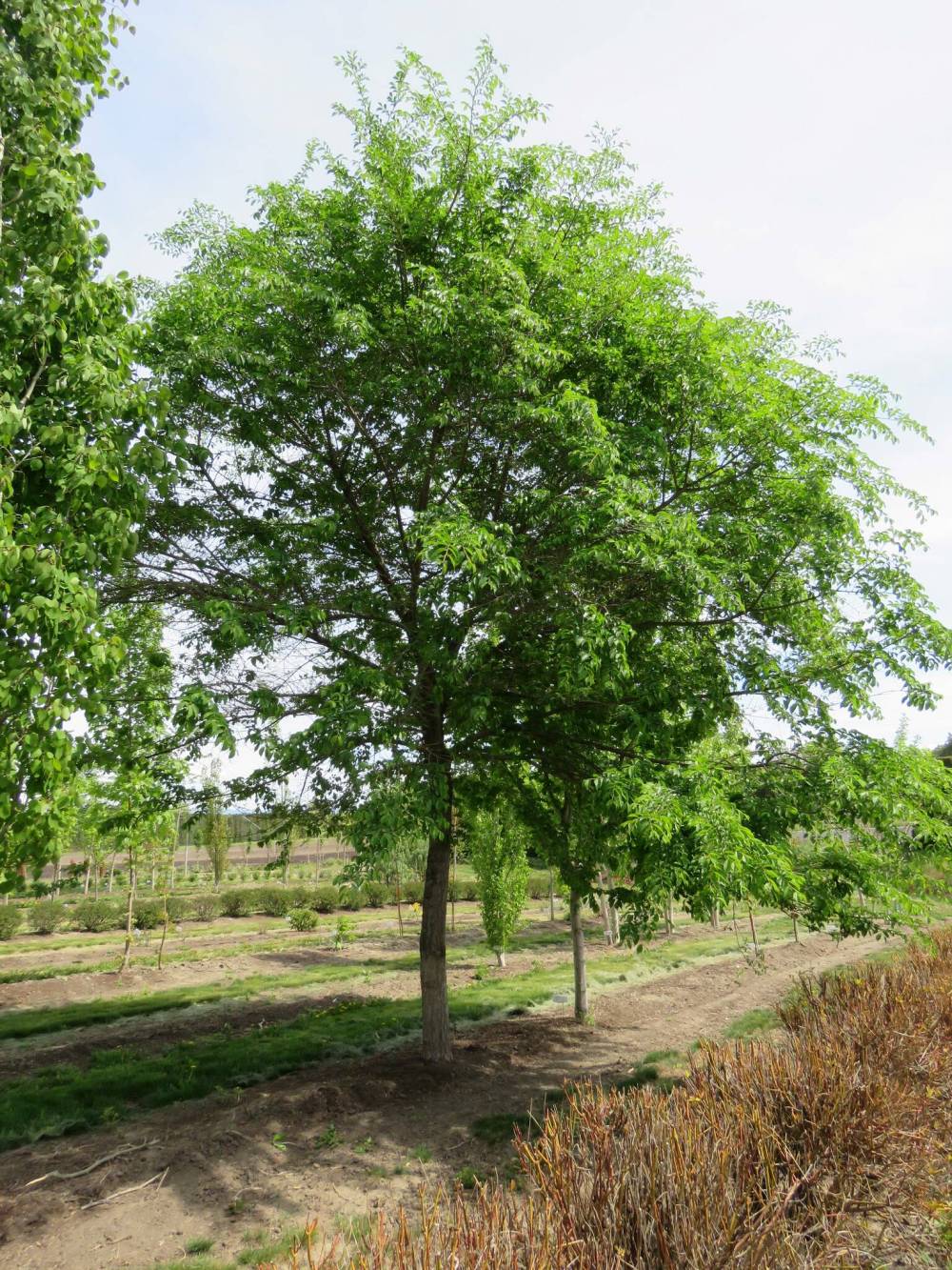 Rick Durand photo
                                Night Rider elm, an Asian elm, showed less than 15 per cent damage after inoculation.