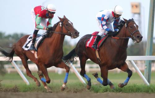 Jason Halstead / Assiniboia Downs Photo
                                Hidden Grace (right) is ridden to victory by jockey Renaldo Cumberbatch in the Distaff Stakes Sept. 7, Assiniboia Downs. At left is Hidden Grace’s full sister, Melisandre.