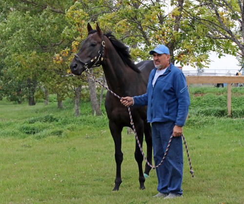 Jerry Gourneau is in line to win his fourth training title in five years at Assiniboia Downs. Gourneau shown here with Warrior’s Map, owned by Henry S. Witt, Jr., who is set to win his sixth consecutive owner’s title. (George Williams / Winnipeg Free Press)