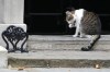 Larry the cat, Chief Mouser to the Cabinet Office licks his paw on the doorstep of 10 Downing Street in London, Friday, Oct. 14, 2022. Britain's Treasury chief Kwasi Kwarteng is dashing back to London for urgent talks with Prime Minister Liz Truss amid growing expectations that they will scale back unfunded tax cuts to calm financial markets and quell a burgeoning revolt by members of their own party.(AP Photo/Kirsty Wigglesworth)