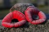 Frosty poppies sit atop a tombstone on Remembrance Day at the National Military Cemetery in Ottawa on Thursday, Nov. 11, 2021. The Royal Canadian Legion's national poppy campaign kicks off today and will run through Remembrance Day under less health restrictions than in recent years, and organizers hope a string of new initiatives will re-engage Canadians in the act of remembrance.THE CANADIAN PRESS/Sean Kilpatrick