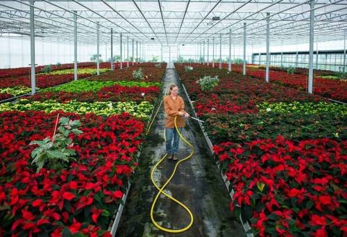 Patrick Pleul / AP
                                Simone Rost works among the poinsettias at a greenhouse in Manschnow, Germany.