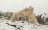 The Assiniboine Park Zoo is open 9 a.m. to 4 p.m on New Year's Day.