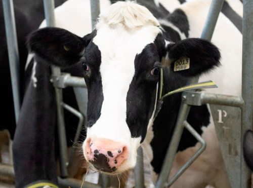 Cows on a dairy farm, in St-Henri-de-Taillon, Que., Tuesday, Sept. 25, 2018. An official with Quebec's farmers union says it took a covert operation and the help of fresh snow to finally round up four cows from a herd of cattle that had been on the loose in central Quebec since the summer. THE CANADIAN PRESS/Jacques Boissinot