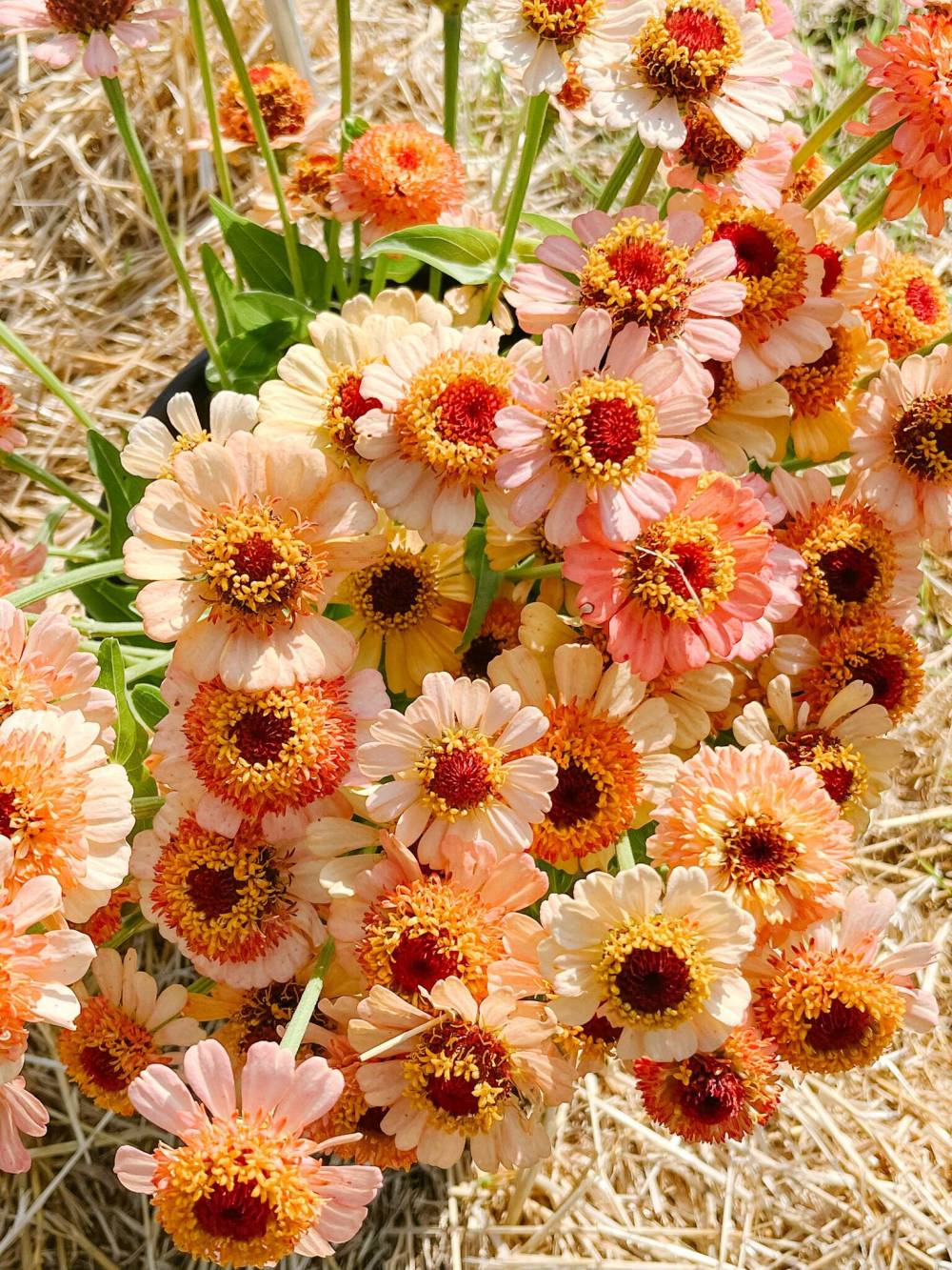 Kendall Penner
                                Despite a record wet year, H&H Floral Fields reaped seed-grown floral abundance. 
Shown: Zinderella Peach Zinnia.