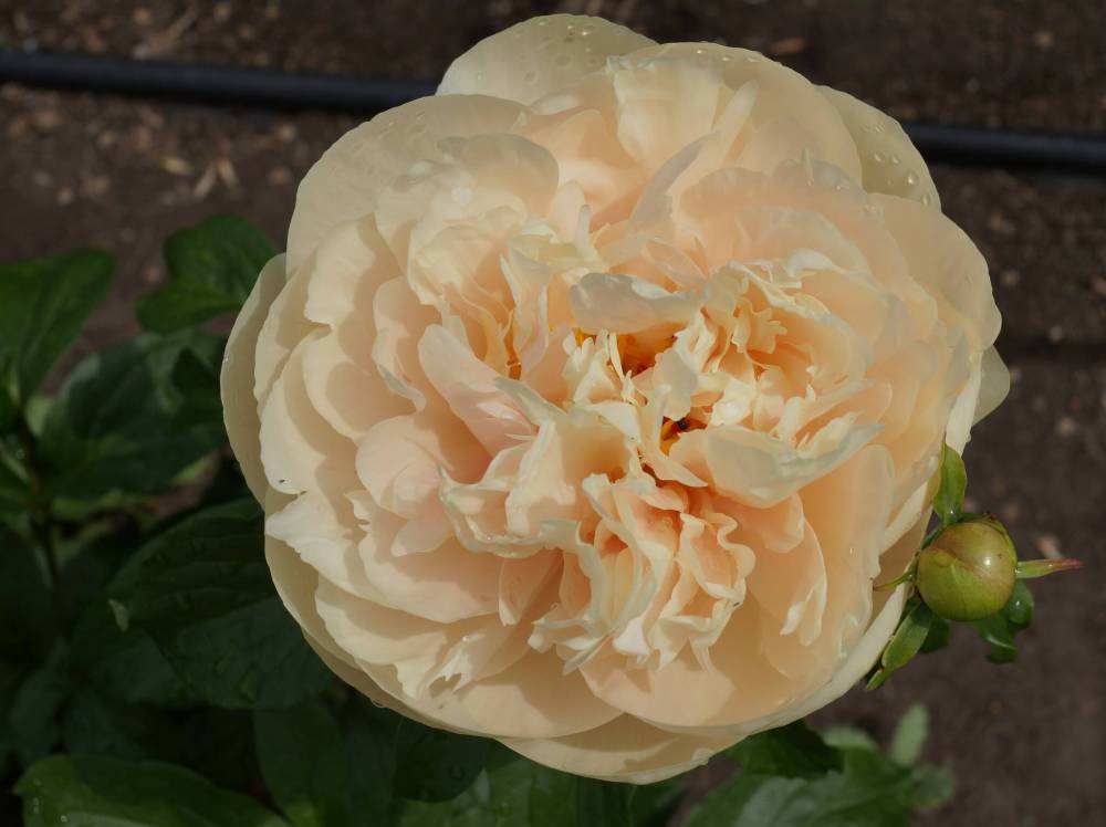Groot & Groot
                                The most sought-after peony is Peony Pastel Elegance or Pastelegance for its rare salmon and yellow blooms.