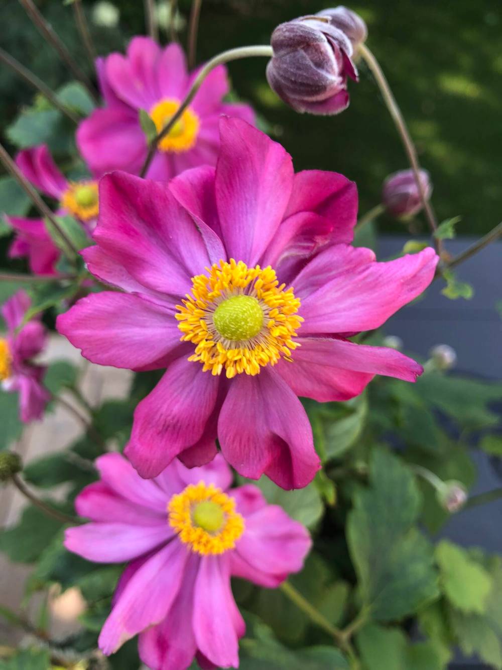Susan Southern
                                A shorter stature Japanese Anemone, Curtain Call Pink has gorgeous, deep pink flowers.
