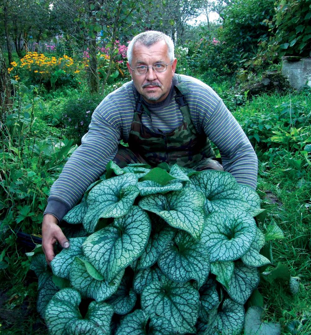 Terra Nova Nurseries
                                An architectural beauty, Brunnera macrophylla Alexander’s Great makes a king-sized statement in the shade border.