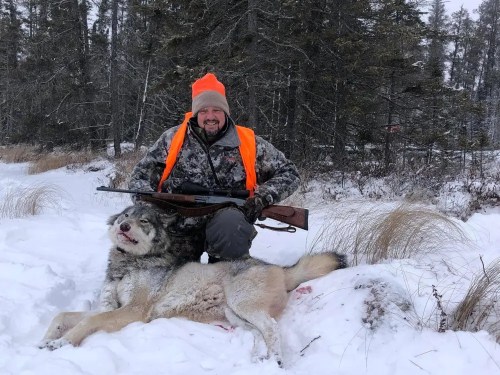 SUBMITTED

A grey wolf legally hunted in the Whiteshell was found to have a GPS tracker collar from the Michigan Department of Natural Resources that had tracked the animals over the last 18 months.