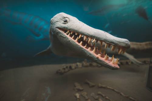 Travel Manitoba
                                Stop by the Canadian Fossil Discovery Centre in Morden and say hello to Bruce the mosasaur.