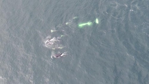 Whales in the Gulf Islands, a southern resident killer whale critical habitat, are shown in a handout photo. Toxic chemicals from toilet paper have been found in the bodies of British Columbia's endangered orcas, according to a study conducted by marine scientists.THE CANADIAN PRESS/HO-Fisheries and Oceans Canada-Paul Cottrell **MANDATORY CREDIT**