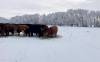 SUPPLIED
                                Cattle farm in Pipestone in western Manitoba.