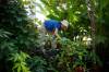 Mike Deal / Winnipeg Free Press
                                &lsquo;These first two to three years are critical for the development of the plants. The requirements of the plants will change, and we are still learning how that happens,&rsquo; says The Leaf&rsquo;s Euguenia Druyet Zoubareva.