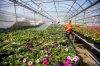 MIKAELA MACKENZIE / WINNIPEG FREE PRESS
Caitlin Wikdahl waters flowers in the Shelmerdine Garden Centre greenhouses in Winnipeg.