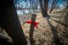 JOHN WOODS / WINNIPEG FREE PRESS FILES
                                Body parts belonging to a woman were found in a wooded area next to the Red River on April 15.