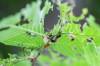 MIKAELA MACKENZIE / WINNIPEG FREE PRESS
                                Canker worms on an elm on Yale Avenue near Harrow Street in River Heights on Friday.