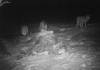 SUPPLIED
                                Camera footage shows wolves in the night surrounding a bull at the Radfords&rsquo; Roblin ranch. The predators took 17 calves in three weeks, the Radfords said.