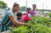 RUTH BONNEVILLE / WINNIPEG FREE PRESS
                                Teberh Zeru immigrated from Eritrea with her children Delina (10), Deborah (9) and Zion (7). The family worked on their plot at the Green Haven Community Garden Friday.