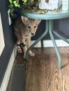 SUPPLIED The coyote sneaked under a table in the corner of a first-floor room while staring down the homeowner.
