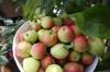 Matt Goerzen / The Brandon Sun files
                                If you can&rsquo;t use fresh produce from your yard or garden, someone else can.