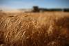 Combines harvest wheat at the annual Crossborders Community Growing Project, in a field near Kola, last September. The proceeds from the project go toward Canadian Foodgrains Bank. (File)