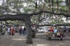 A banyan tree stands along Lahaina town's historic Front Street in February 2018, in Lahaina, Hawaii. The 150-year-old tree was scorched by a devastating wildfire that started Tuesday, Aug. 8, 2023, and tore through the heart of the Hawaiian island of Maui in darkness. (AP Photo/Jennifer McDermott)