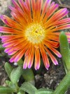 This June 5, 2023, image provided by Jessica Damiano shows a “sunset orange glow” ice plant growing in Nassau County, N.Y. The plant’s water-filled, fleshy leaves make it a good choice for gardens in fire-prone areas. (Jessica Damiano via AP)