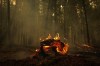 As wildfires rage on in Western Canada, a communications and broadcasting policy expert says the national weather alerting system should account for a wider range of extreme climate-related events. A fallen tree burns at the Lower East Adams Lake wildfire, in Scotch Creek, B.C., on Sunday, August 20, 2023. THE CANADIAN PRESS/Darryl Dyck