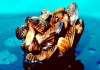 A group of zebra mussels is shown in an undated file photo provided by the U.S. Department of Agriculture. An international organization has produced a report on alien invasive species which says the global problem costs billions of dollars annually and is, in some cases, being worsened by climate change.THE CANADIAN PRESS/AP-U.S. Department of Agriculture via AP