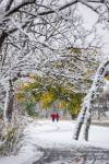 MIKAELA MACKENZIE / WINNIPEG FREE PRESS
                                Folks walk along the Assiniboine River, with green leaves still hanging on to some trees despite the recent snowfall, on Friday.