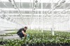 Workers sort plants at an orchid-growing operation at Bevo Farms in Leduc, Alta. on Tuesday, October 10, 2023. Aurora Cannabis Inc. holds a stake in Bevo Agtech Inc., a company growing flowers and tomato seedlings, and offering reprieve from the volatile cannabis business. THE CANADIAN PRESS/Amber Bracken
