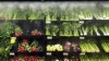 Produce is shown at a west-end Toronto Sobeys grocery store on Sunday, June 26, 2023.&nbsp;The House of Commons agriculture committee is asking the heads of Canada's major grocery chains to testify about their plans to stabilize grocery prices after the federal government announced commitments secured from the grocers. THE CANADIAN PRESS/Graeme Roy