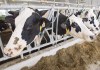 The Canadian Dairy Commission says it’s delaying a planned increase to the farmgate price of milk by three months after calls to pause increases as the food industry grapples with pressure to stabilize food prices. Dairy cows are seen at a farm Friday, August 31, 2018 in Sainte-Marie-Madelaine Quebec. THE CANADIAN PRESS/Ryan Remiorz