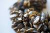 MIKE DEAL / WINNIPEG FREE PRESS FILES
                                A clump of zebra mussels that formed around a string of Christmas lights. The invasive species has been found in Clear Lake despite restrictions imposed last summer to protect the body of water from an infestation.