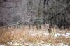 MIKAELA MACKENZIE / WINNIPEG FREE PRESS files
                                The 22 1/2 acres of forested land near Lemay Avenue is slated for development.