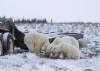 TRINA MOYLES PHOTO 
                                A mother bear and her two cubs feed on spilled hydraulic fluid outside Churchill. Improving waste management is key to better coexisting with polar bears, locals say.