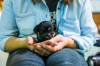 MIKAELA MACKENZIE / WINNIPEG FREE PRESS FILES
                                The Manitoba Veterinary Medical Association is moving to allow trained laypeople to 	vaccinate animals and administer microchips and some medications (under supervision).