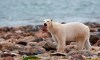 FILE - A male polar bear eats a piece of whale meat as it walks along the shore of Hudson Bay near Churchill, Manitoba, Aug. 23, 2010. With Arctic sea ice shrinking from climate change, many polar bears have to shift their diets to land during parts of the summer, a new study suggests. (Sean Kilpatrick/The Canadian Press via AP, File)