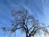 Russell Wangersky / Free Press
                                Things are looking up for Winnipeg trees.