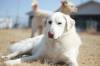 The Manitoba Veterinary Medical Association&rsquo;s new limited access program will help to inoculate and deworm dogs in remote and First Nations communities starting in June. (File)