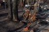 A residential area destroyed by the wildfires is shown in Enterprise, N.W.T., on Wednesday, Oct. 11, 2023. Persistent drought and months of above average temperatures have raised the risk of a repeat of last year's record-breaking wildfires.THE CANADIAN PRESS/Jason Franson