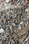 ROBERT TINKER PHOTO
                                Zebra mussels are a pernicious invasive species.