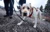 RUTH BONNEVILLE / FREE PRESS
                                Scooby, a one-and-a-half-year-old yellow Labrador, trained along with a Winnipeg Fire Paramedic Service handler at the U.S. Bureau of Alcohol, Tobacco, Firearms and Explosives&rsquo;s canine program in Virginia.