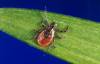 U.S. CENTERS FOR DISEASE CONTROL AND PREVENTION PHOTO
                                A blacklegged tick, also known as a deer tick, rests on a plant.