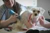 NICOLE BUFFIE / FREE PRESS
                                Dogs receive a much-needed grooming at the Winnipeg Humane Society Thursday after being rescued from a feces and urine-laden home in Fort Richmond late Tuesday night.